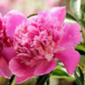 Meet your Posher, Leslie